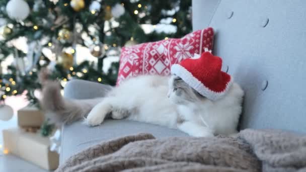 Ragdoll Kat Draagt Kerstmuts Kersttijd Liggend Bank Dicht Bij Nieuwjaarsboom — Stockvideo