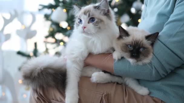 2匹のラグドール猫がクリスマスにオーナーの足に横たわり お祝いの木と背景にライトを当てています 年末年始にペットを飼っている若い女性 — ストック動画