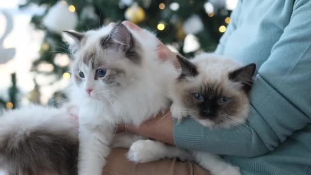 Два Коти Власницею Дівчини Різдвяний Час Кімнаті Святковим Деревом Вогнями — стокове відео