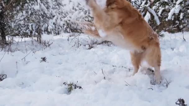 Золотий Ретривер Собака Копає Дірку Снігу Відкритому Повітрі Симпатичний Чистокровний — стокове відео