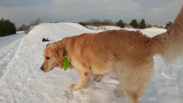 Дві Золоті Собаки Ретривери Ходять Бігають Снігу Чисті Домашні Собачки — стокове відео