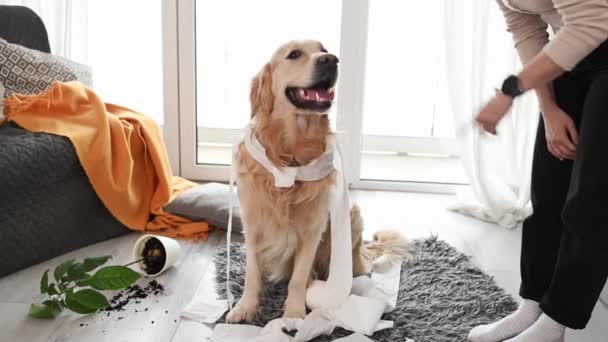 Golden Retriever Hund Sieht Nach Spielen Mit Toilettenpapier Wohnzimmer Schuldig — Stockvideo