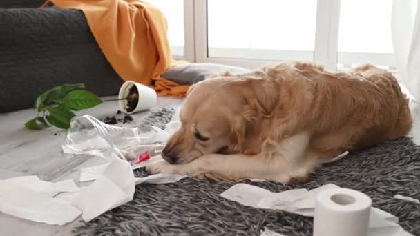 Golden Retriever Dog Making Mess Paper Home Flower Living Room — Stock Video