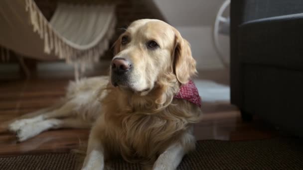 Golden Retriever Kutya Feküdt Földön Nézett Fel Otthon Egyedül Fajtatiszta — Stock videók