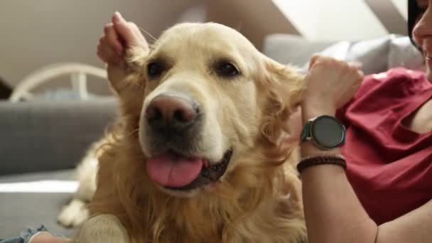 ゴールデンレトリーバー犬を飼い 自宅のクローズアップで耳に触れる可愛い女の子 ロフトルームのピューレッドペット犬と若い女性 — ストック動画