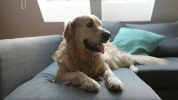 Σκυλί Γκόλντεν Ριτρίβερ Ξαπλωμένο Στον Καναπέ Στο Σπίτι Αξιολάτρευτο Καθαρόαιμο — Αρχείο Βίντεο
