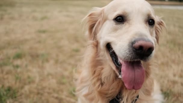 Морда Милого Собаки Красива Золота Собака Ретривер Відкритому Повітрі — стокове відео