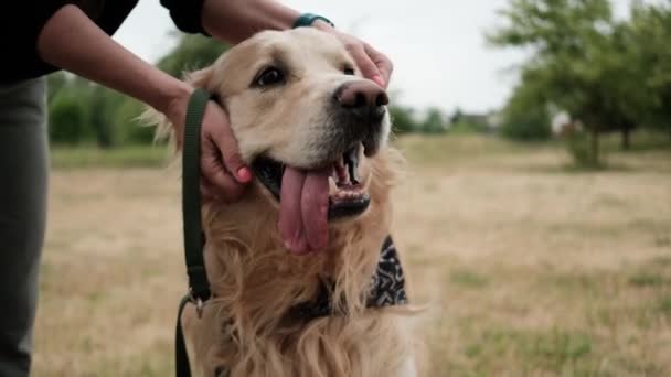可爱的金毛猎犬 主人在户外散步 主人爱抚他的狗 — 图库视频影像