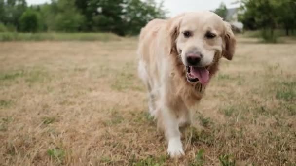 Красива Молода Золота Собака Ретривер Йде Полі Відкритому Повітрі — стокове відео