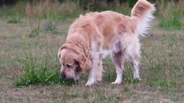 Золотий Ретривер Собака Нюхає Траву Пісяє Природі Чарівна Домашня Собака — стокове відео