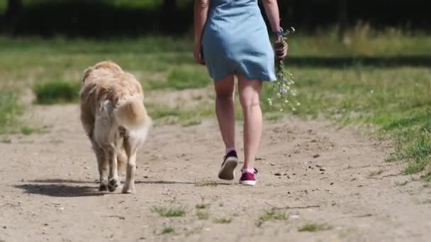 Chica Bonita Paseando Con Perro Golden Retriever Naturaleza Vista Trasera — Vídeos de Stock