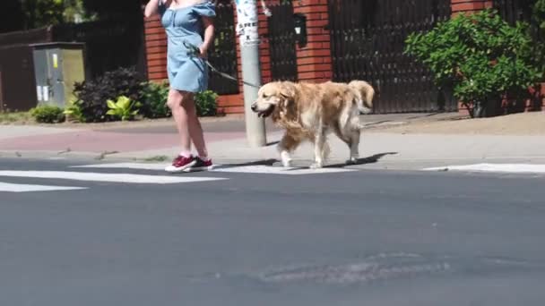 Chica Cruzando Calle Con Hermoso Perro Golden Retriever Con Una — Vídeos de Stock