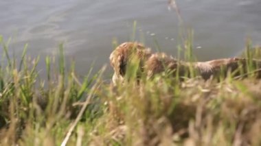 Golden Retriever Dog suda ördek oyuncağıyla oynuyor, köpek avlama eğitimi alıyor.