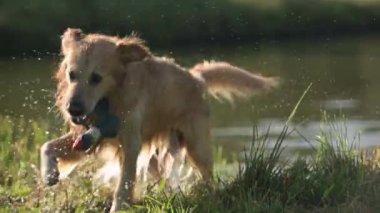 Golden Retriever Dog ördek oyuncağıyla oynuyor ve nehirde yüzdükten sonra sudan kaçıyor. Islak Labrador Köpecik Evcil Köpeği Kendini Gölün yakınında Kurutuyor