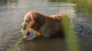 Golden Retriever köpek ısırıyor ve göldeki ördek oyuncağından kurtuluyor. Avcı köpek oyun getirmek için eğitiyor.