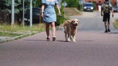 Yaz aylarında şehir caddesinde Golden Retriever köpeğiyle gezen güzel bir kız. Mavi elbiseli genç bir kadın, safkan evcil köpeğiyle açık havada.