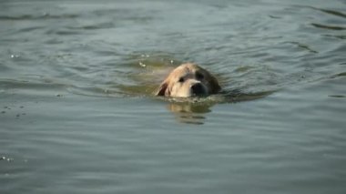 Golden Retriever Köpek Tutucu Ördek Oyuncağı ve Nehirde Yüzme. Islak Labrador Köpeği Plastik Kuşla Gölde Evcil Hayvan