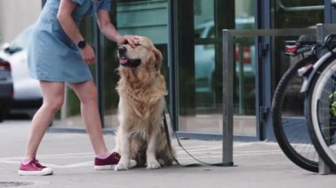 Sahibi Golden Retriever köpeğini süpermarketin yakınında tasmalı bırakıyor. Sokakta bekleyen köpek..