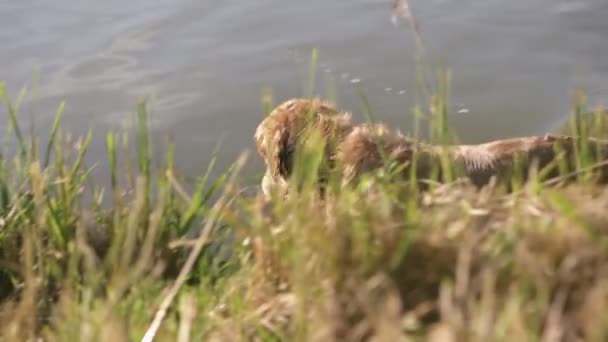 Golden Retriever Cão Brincando Com Brinquedo Pato Água Treinamento Cão — Vídeo de Stock