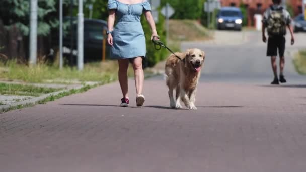 一个漂亮的姑娘带着金发碧眼的猎犬走在城市街道上 穿着蓝色衣服的年轻女人 在户外带着纯正的宠物狗 — 图库视频影像