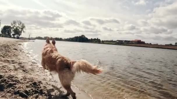 Schattige Jonge Golden Retriever Hond Loopt Door Sandy Shore Beach — Stockvideo