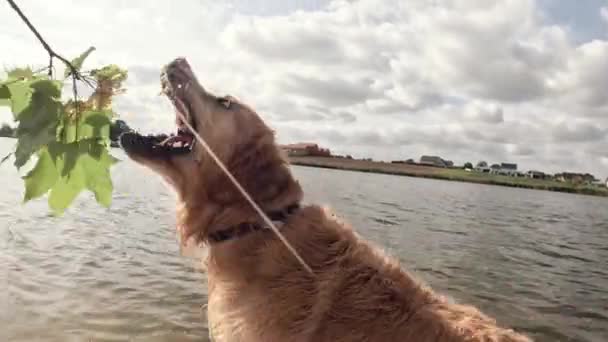 Cute Playful Young Golden Retriever Dog Playing Owner Beach Shore — Stock Video