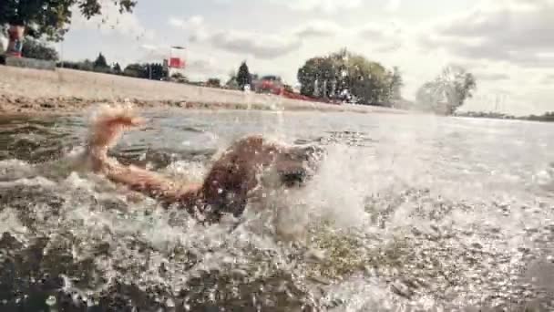 Imádnivaló Fiatal Golden Retriever Kutya Úszás Fröccsenő Víz Tengerparton Lassú — Stock videók