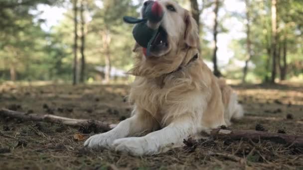 Golden Retriever Kutya Feküdt Földön Játszik Kacsa Játék — Stock videók