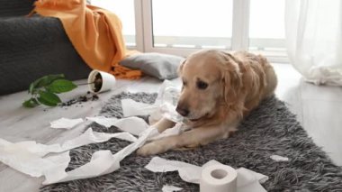 Golden Retriever köpeği oturma odasında tuvalet kağıdıyla oynuyor ve bitki kırıyor. Safkan köpek evcil hayvanı kağıt mendil ve çiçekle ortalığı kirletiyor.