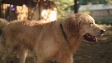 Güzel Genç Islak Altın Köpek Ormanda Yürüyor