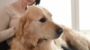 Kadın evdeki kanepede oturmuş Golden Retriever köpeğini okşuyor. Saf köpekli, evcil bir arkadaşı olan güzel bir genç kadın.