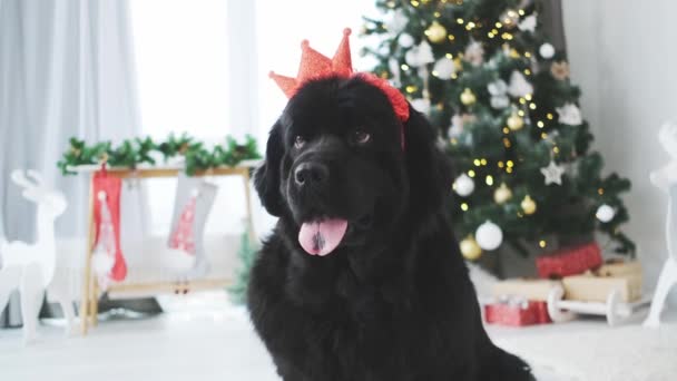 Newfoundland Hond Draagt Kroon Rand Zittend Voor Versierde Kerstboom Thuis — Stockvideo