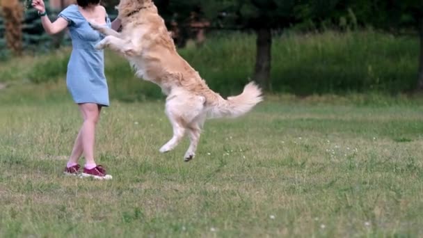 Mujer Jugando Con Perro Golden Retriever Aire Libre Perro Salta — Vídeos de Stock