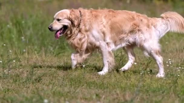 Golden Retriever Σκυλί Περπάτημα Στη Φύση Tonque Έξω Διψασμένο Καθαρόαιμο — Αρχείο Βίντεο