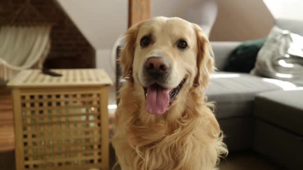 Tonikli Golden Retriever Köpeği Evde Oturup Farklı Yönlere Bakıyor Safkan — Stok video