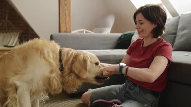 Golden Retriever Pies Próbuje Znaleźć Jedzenie Delicasy Rękach Właściciela Dziewczyny — Wideo stockowe