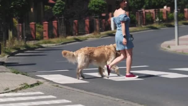 Chica Cruzando Carretera Con Perro Una Correa Por Cruce Caminos — Vídeos de Stock