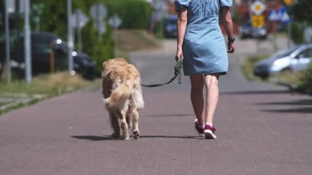 Linda Chica Caminando Con Perro Golden Retriever Con Correa Calle — Vídeos de Stock