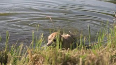 Nehirde yüzdükten sonra Golden Retriever Dog Holding Duck Toy. Kauçuk Kuşla Islak Labrador Köpek Evcil Hayvanı