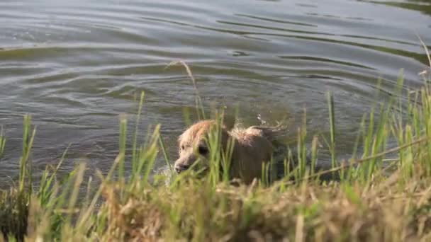 ゴールデンレトリーバー犬は 川で泳ぐ後にダックのおもちゃを保持しています 湖の近くにゴムの鳥が付いているぬれたラブラドールの犬ペット — ストック動画
