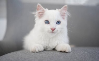 Evdeki kanepede uzanmış kameraya bakan sevimli oyuncak kedi yavrusu. Yumuşak, evcil kedicik, güzel mavi gözlü, kanepede dinlenen kedi.