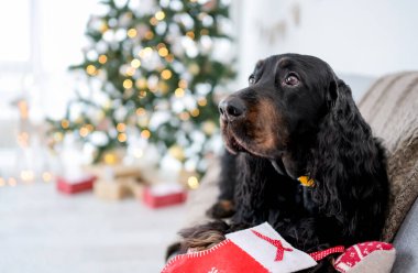 Noel zamanı kanepeye uzanmış, arka planda şenlik ağacı ve Xmas ışıkları olan şirin bir köpek. Yeni yıl tatilinde evde köpek yavrusu