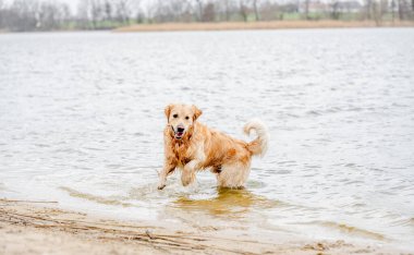 Güzel Golden Retriever köpeği sahilde suda oynuyor.