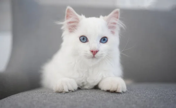 自宅でソファーに横たわり カメラを見ている愛らしいラグドールキット ふわふわした国内の猫猫 ソファー付きの部屋で休む美しい青い目と猫 — ストック写真