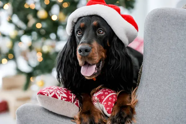 Cute setter dog in Christmas time wearing Santa hat lying on sofa with festive tree on background in New Year time closeup portrait. Doggy pet in Xmas holidays at home