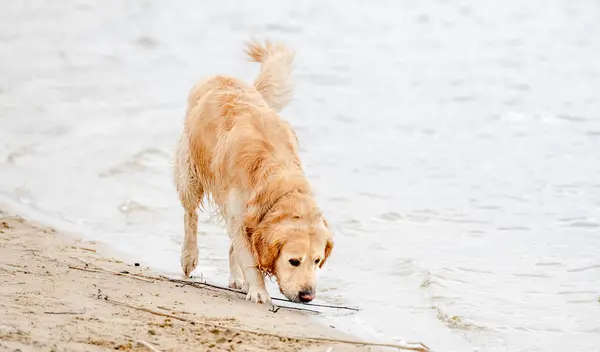 Beautiful Golden Retriever Dog Walking Beach —  Fotos de Stock