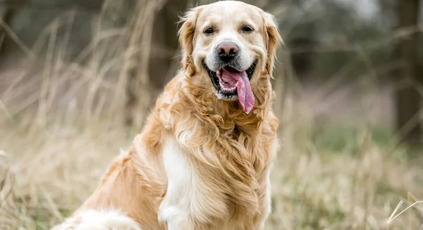 Portrait Adorable Golden Retriever Dog Outdoors Autumn — Stock Photo, Image