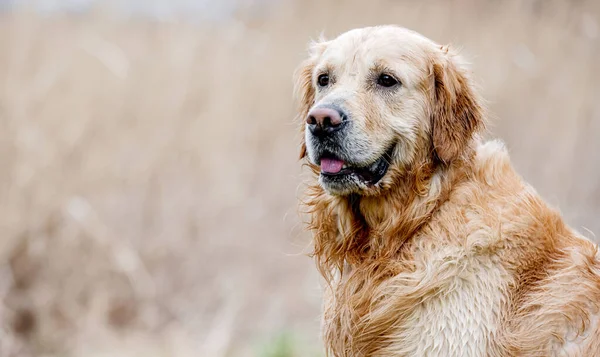 Adorable dog golden retriever breed outdoors