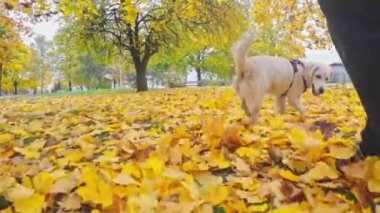 Komik, altın av köpeği köpek yavrusu güz yapraklarıyla oynuyor, sahibinin yanında mutlu bir şekilde dışarı çıkıyor.