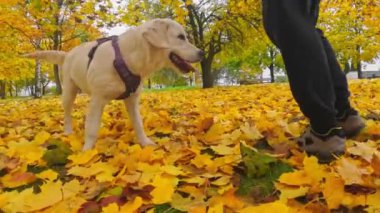 Komik, sevimli, altın av köpeği köpek yavrusu sahibinin yanında sonbahar yapraklarıyla oynamayı, dışarıda koşmayı ve mutlu olmayı seviyor.
